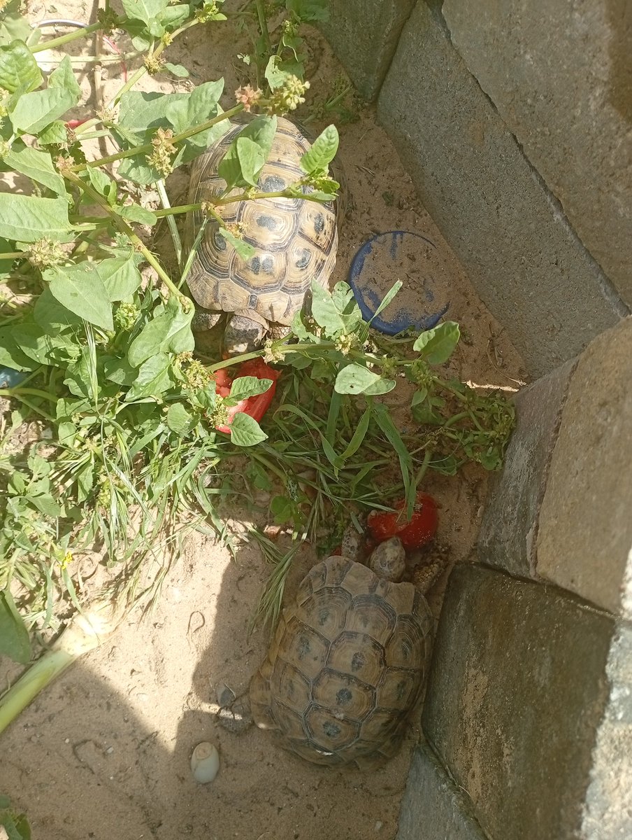 Fares from gaza tweet media