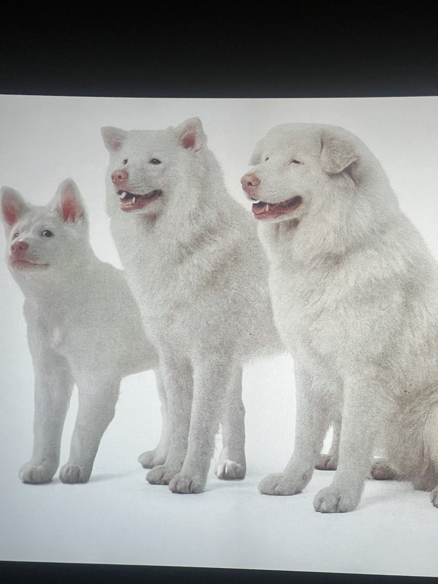 yesjustsimple's tweet photo. สุนัขตัวหนึ่งมีเรื่องราวอบอุ่นในชีวิตถึงสามช่วงเวลา มีคนมากมายรักมัน มันถือว่ามีความสุขมากแล้ว ก่อนจะตายยังสามารถนึกถึงผู้คนที่มอบควา���รักให้มันได้มากมาย ในฐานะที่เป็นมนุษย์ ฉันยังสู้สุนัขตัวหนึ่งไม่ได้เลย สงสารตัวเองจัง 

#โกฮังหัวใจโกโฮม #gohanthemovie https://t.co/Bx7qdK53Vl