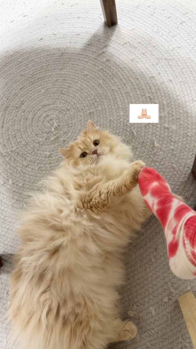 𝕒𝕚𝕜𝕠🦭 tweet media