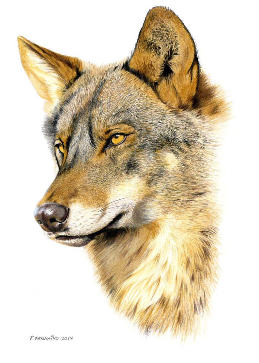 Fernando Ferreiro tweet media