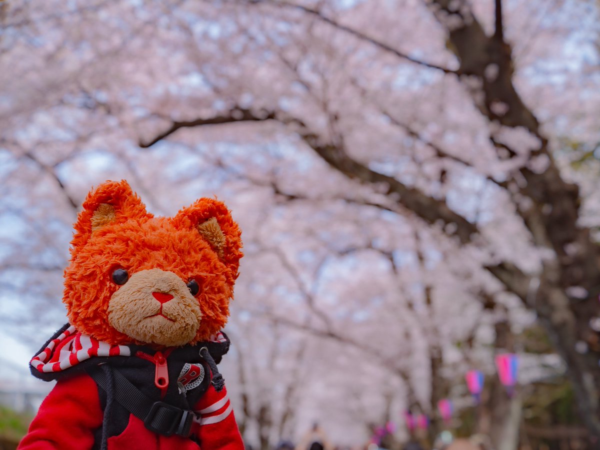 長靴を履いた猫一郎 tweet media