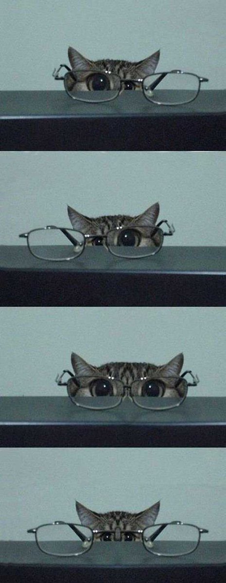 nocontextscats's tweet photo. https://t.co/LZueLRZbed
