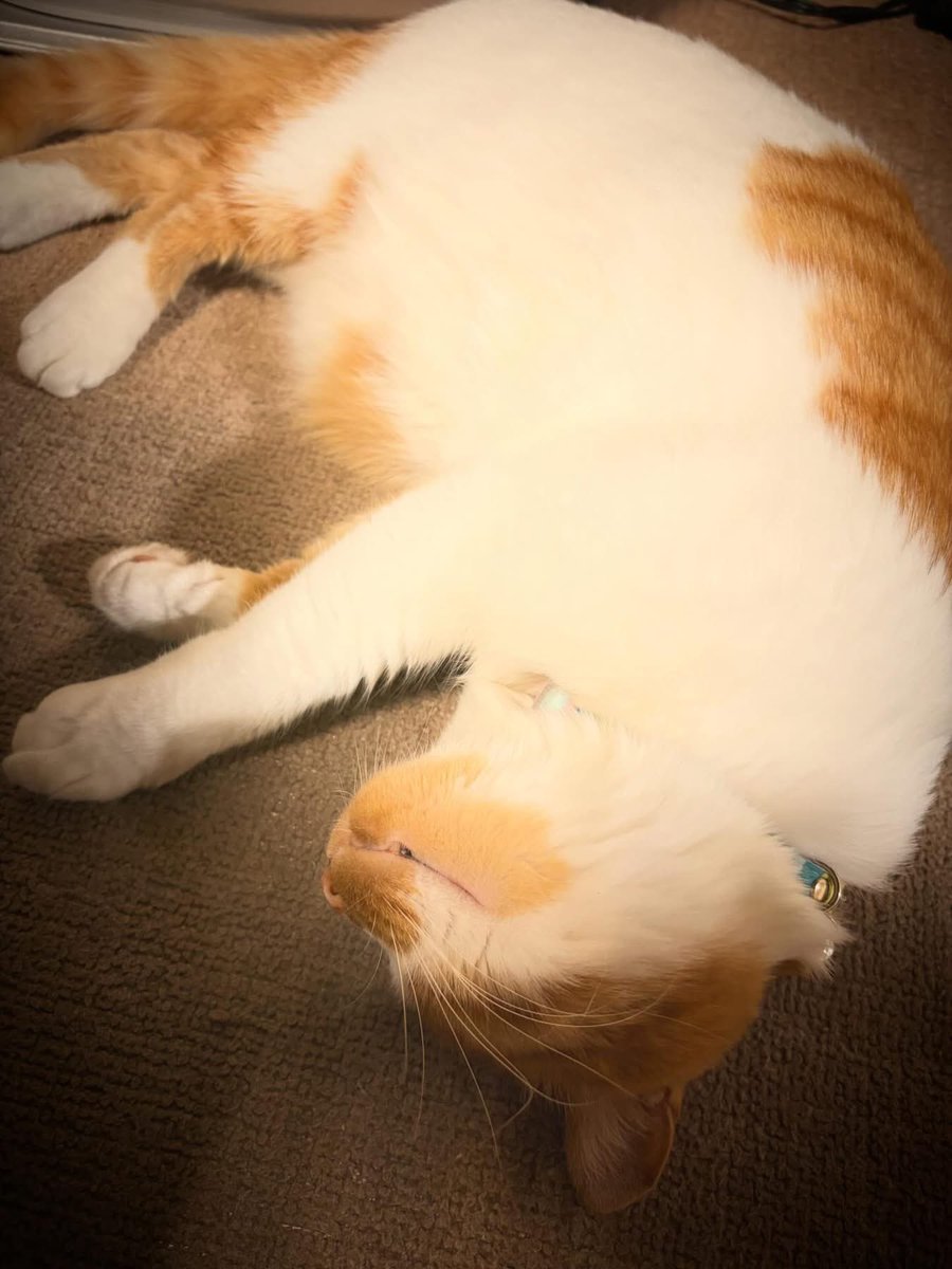 オバタコウジ tweet media