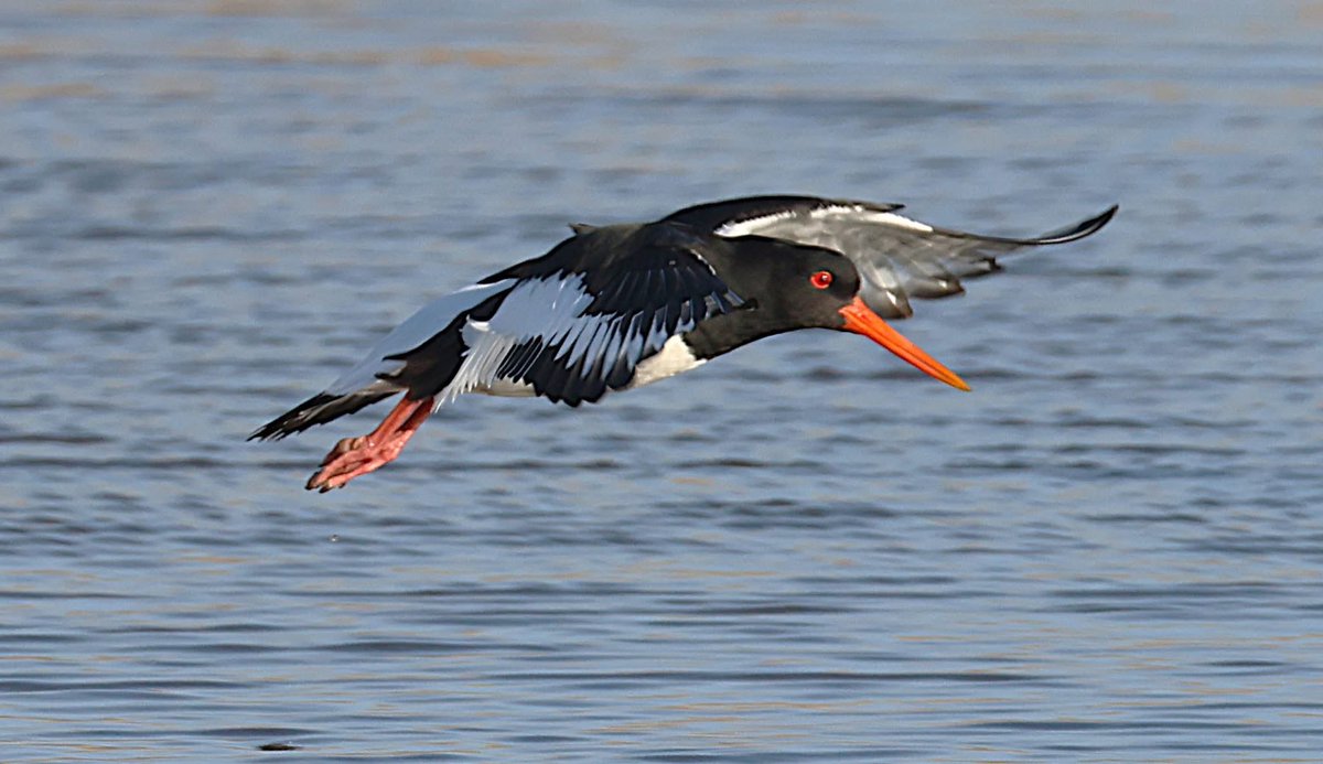 phil cheeseman tweet media