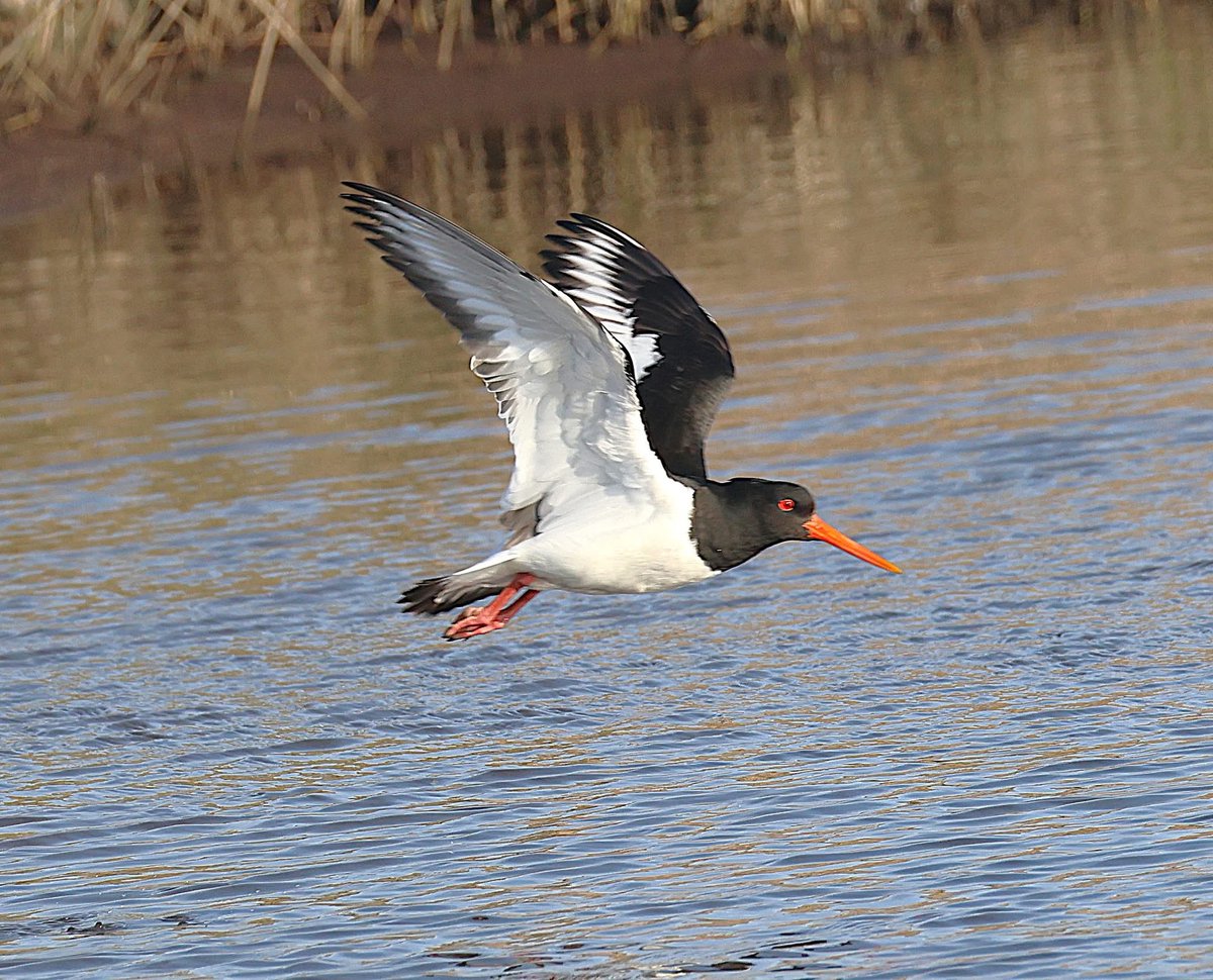 phil cheeseman tweet media