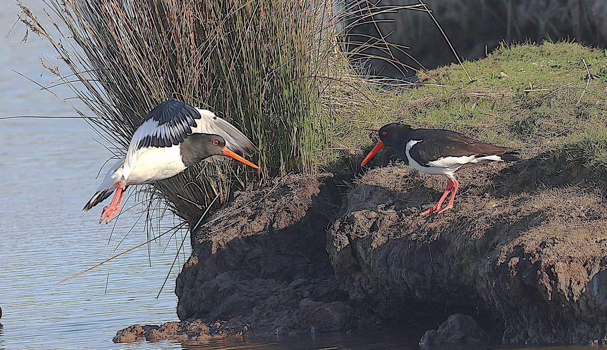 phil cheeseman tweet media