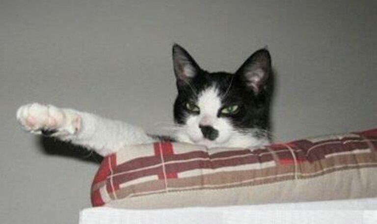 Кот деда Митяя tweet media