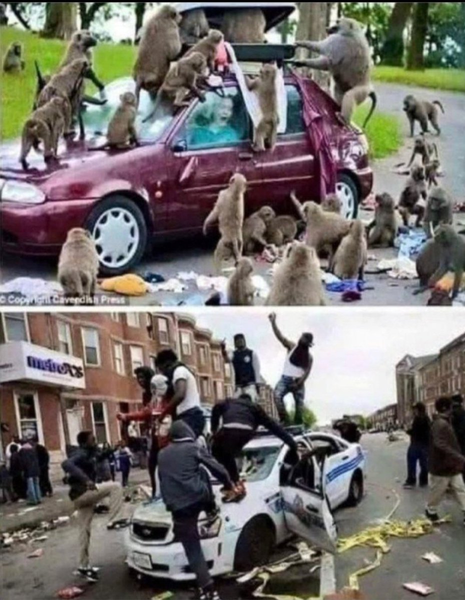 rensolus tweet media