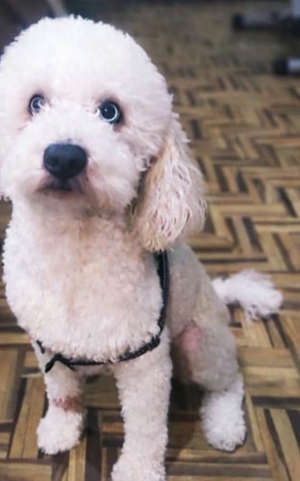 Alerta me perdi tweet media