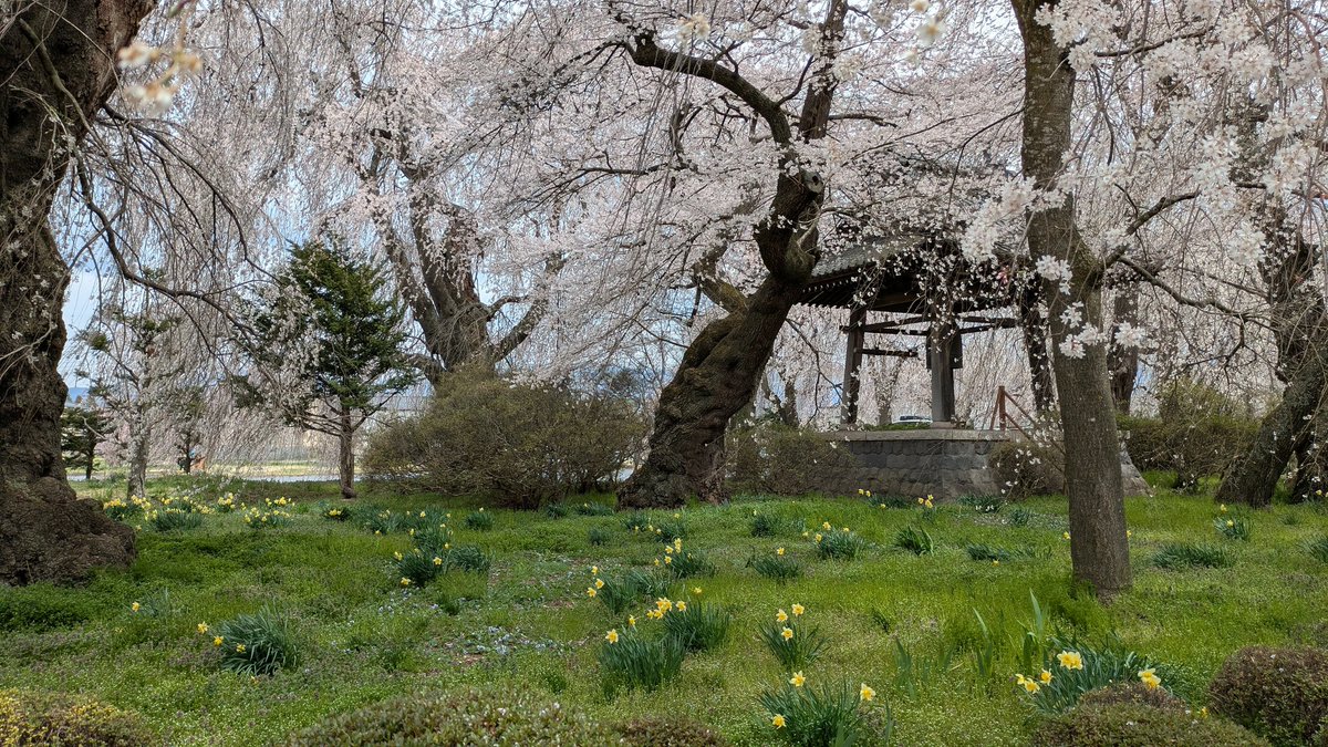 meisetsu_13's tweet photo. 桜と草だんご😊やはり桜（枝垂れ桜と���メイヨシノ）は綺麗だし、草だんご（よもぎもち）は美味しい。よい季節🌸🍡 https://t.co/mvKyb2X9mv