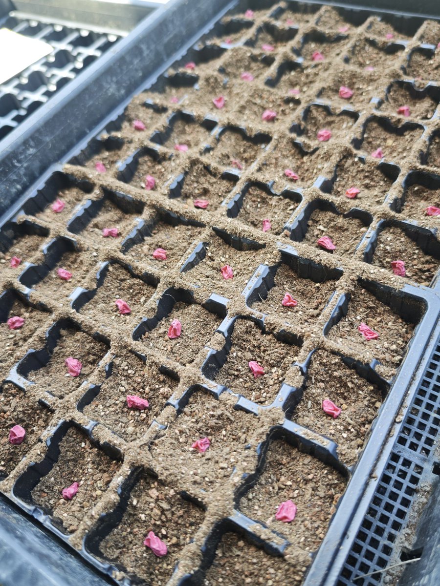 温泉小僧(온천애송이) tweet media