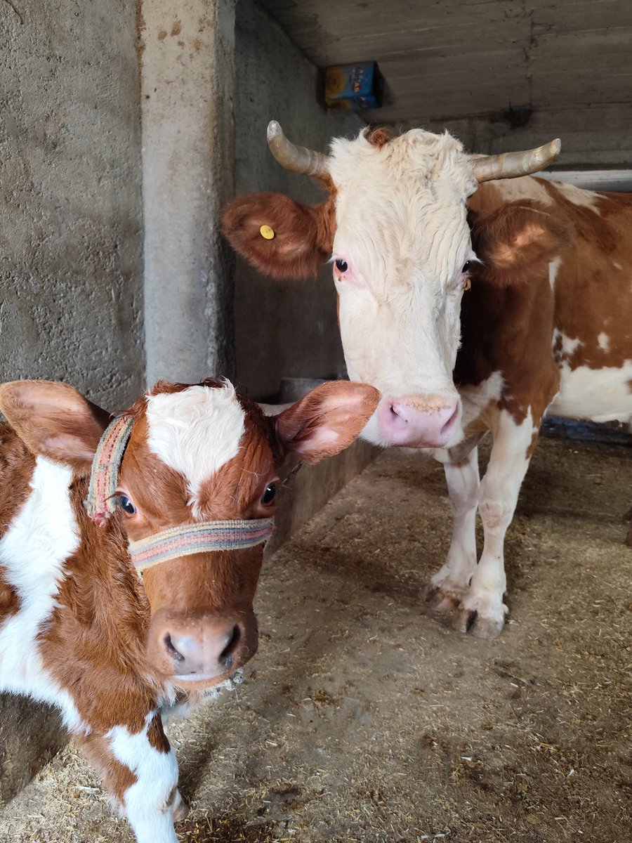 Seher }{ tweet media