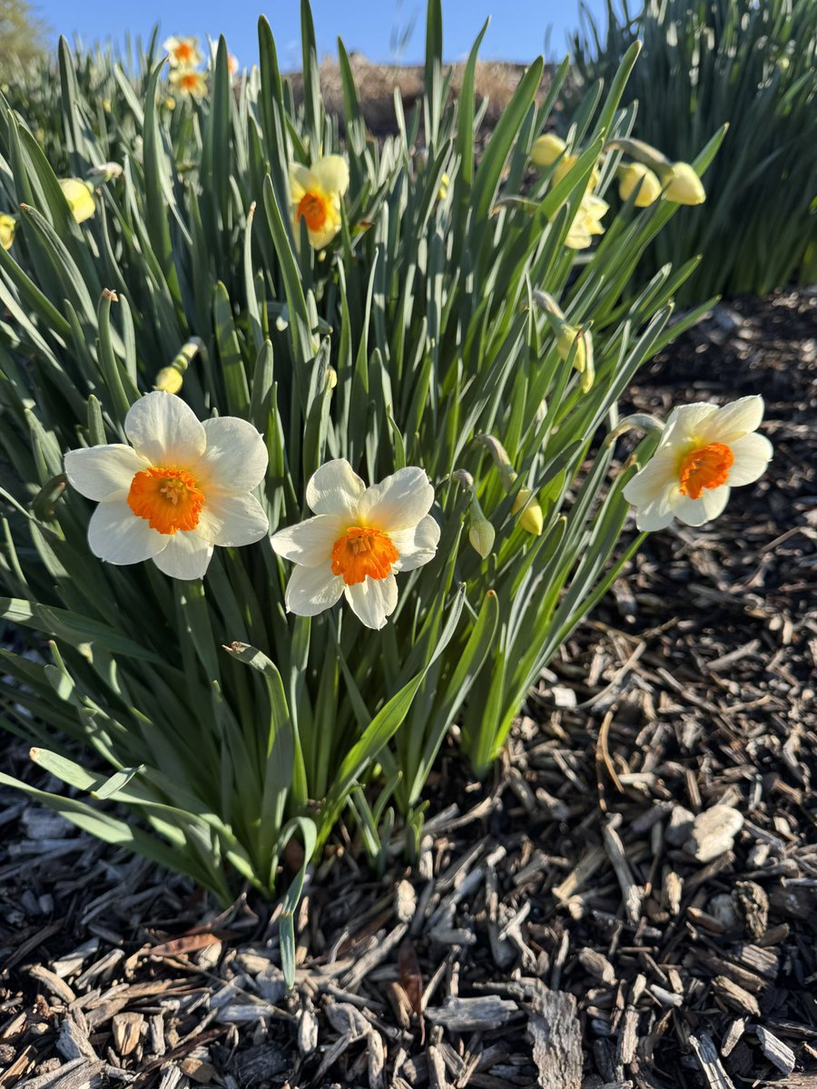 CandyCats357 tweet media