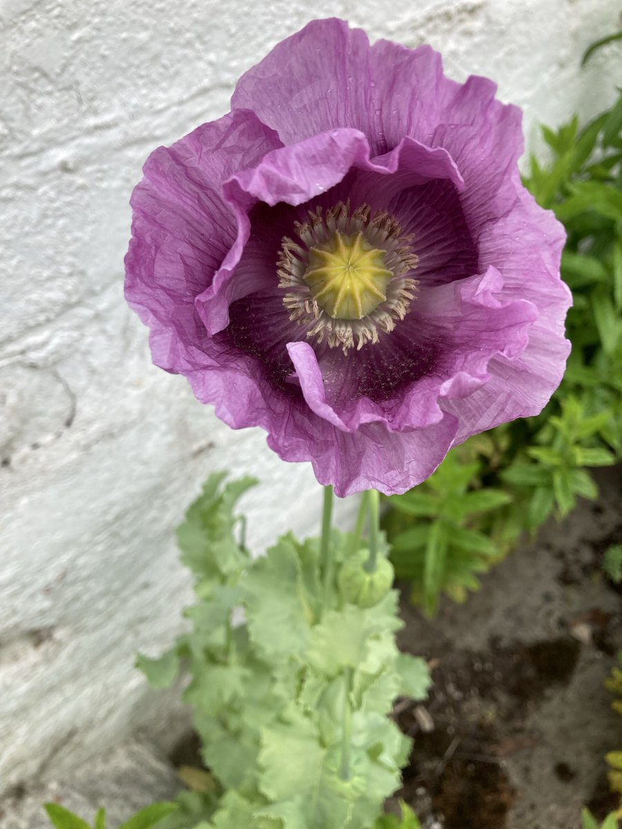 Steve Johnson tweet media