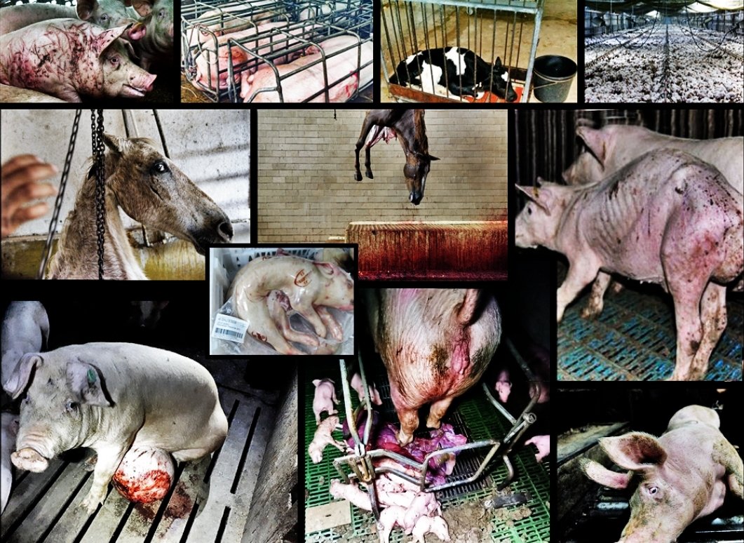 rvalerob tweet media