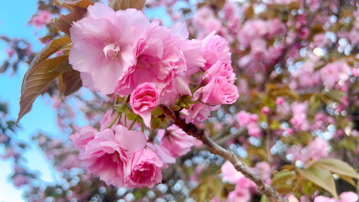 ◎みさと◎ tweet media