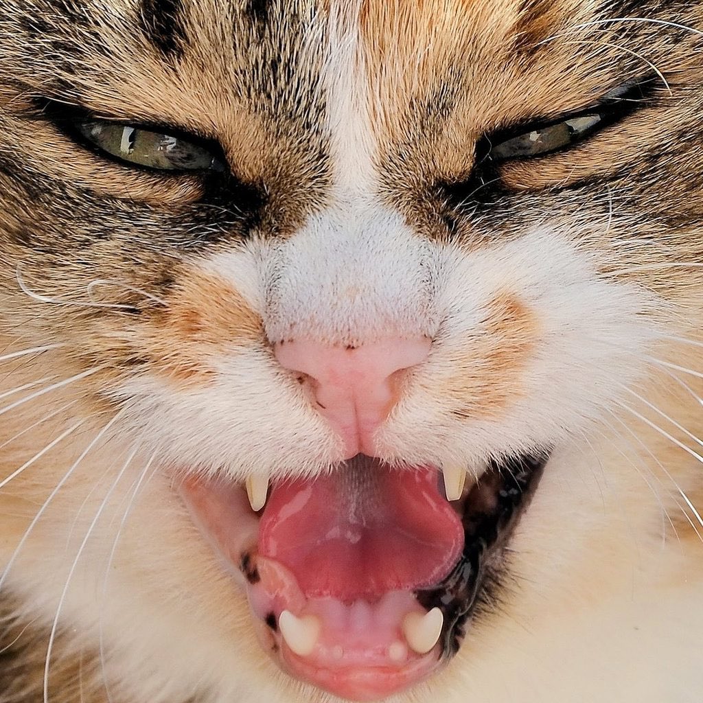 New Baki variant unlocked: Cat Baki.
