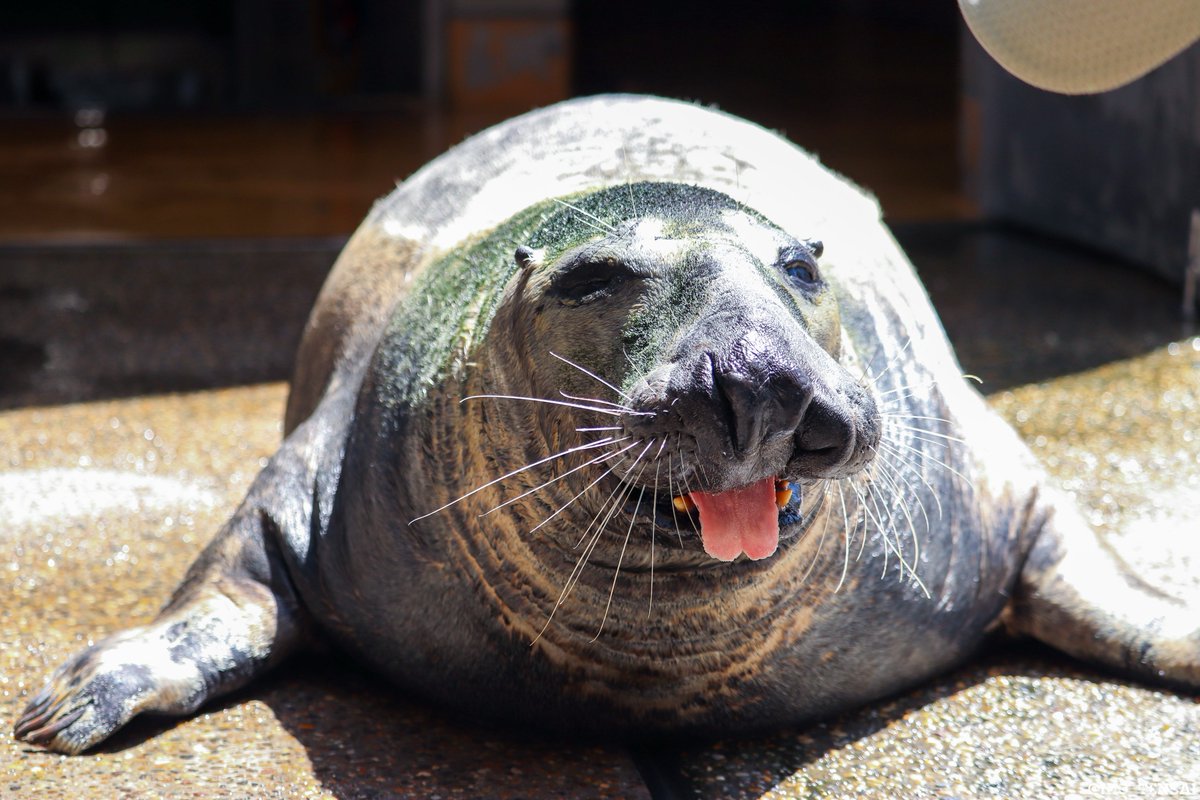 ぽてと🍟 tweet media