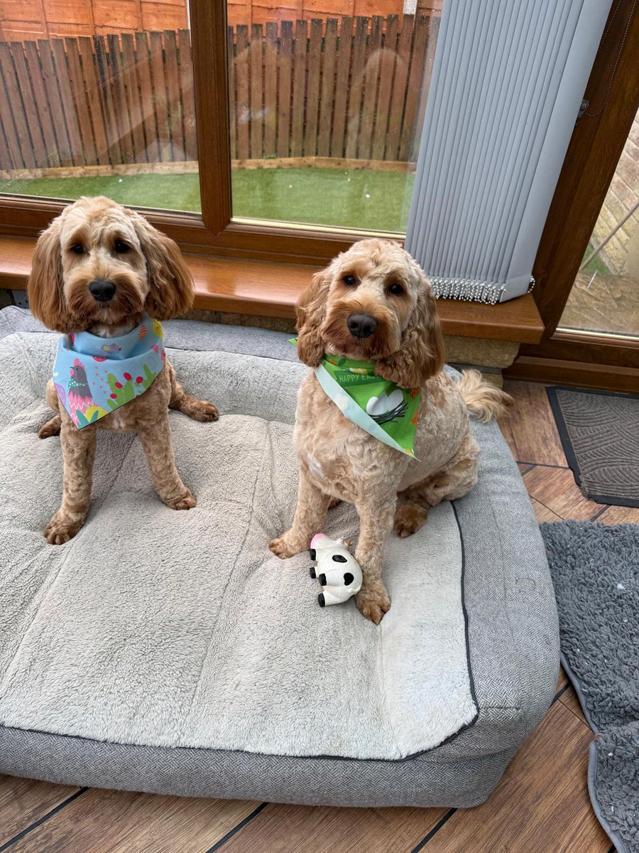 Been the groomer's.  Definitely need a cut ✂️