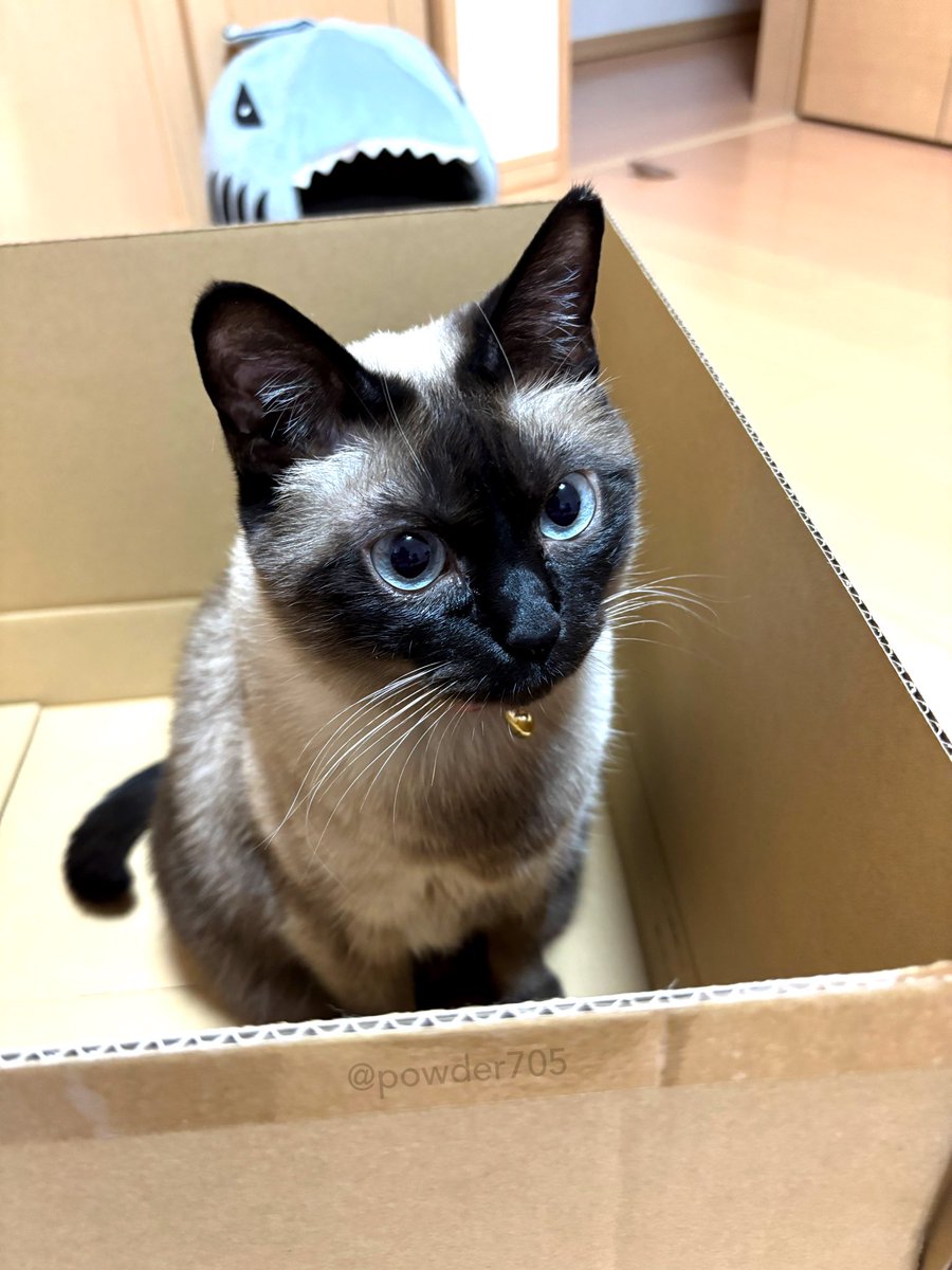 コダマナオコ🐈 tweet media