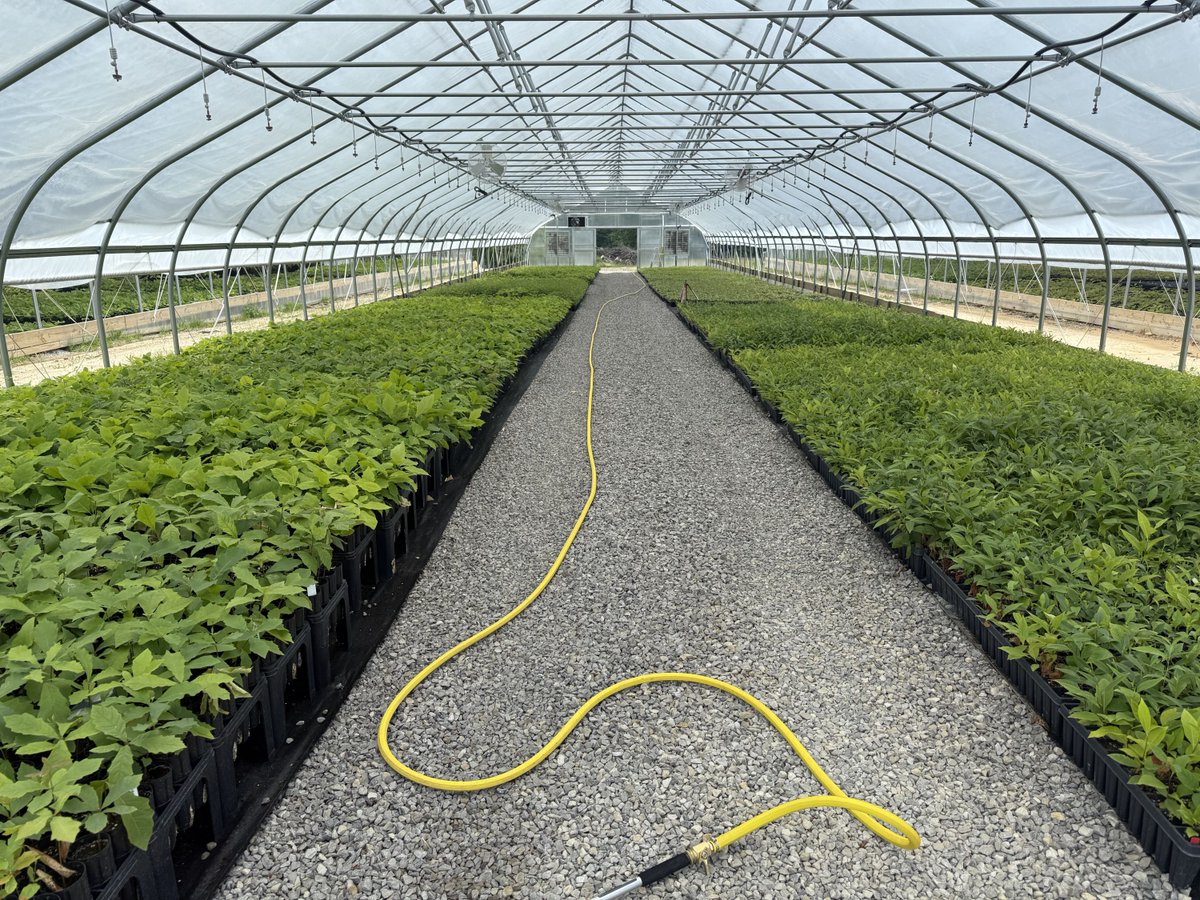 ohiodnr's tweet image. Planting the Future: Buckeye State Tree Nursery Celebrates First Distribution of Seedlings 🌳🌳🌳 ohiodnr.gov/discover-and-l… #trees #nursery #conservation #odnr