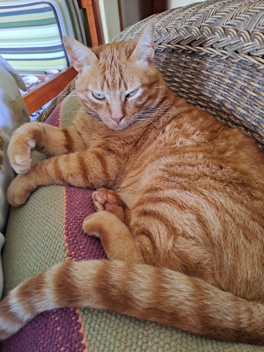 Taty Polo Pereira tweet media