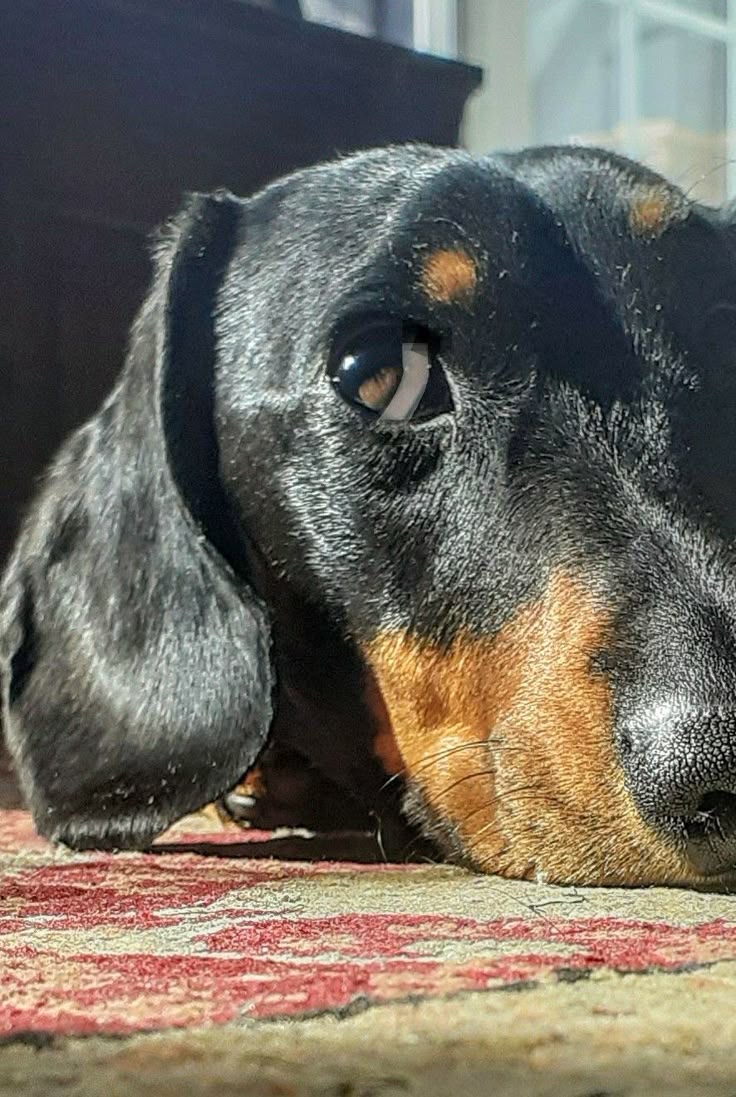 dachshundbonus's tweet image. What do you see in my eye? 😍 🥰 #dachshund #doxie #dog #puppy #cute