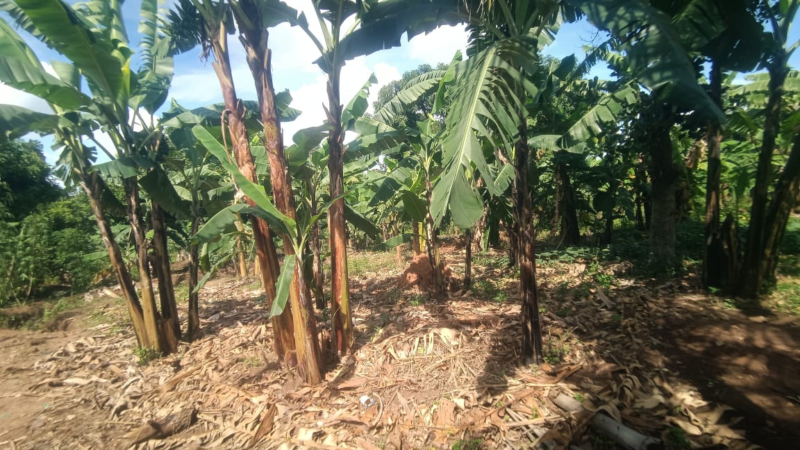 shukranproperty's tweet photo. COUNTRY HOUSE ON 2 ACRES FOR SALE
Located at Gayaza Busiika, Kalagala
4 bedrooms 3 bathrooms sitting and dining rooms
Seated on #2_Acres Private Mailo title
Selling Price at #230m Ugx
0706592177 https://t.co/wfR0iqk7VI