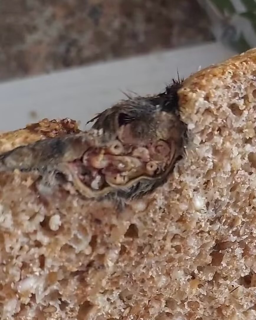 Ir. IPGSPR tweet media