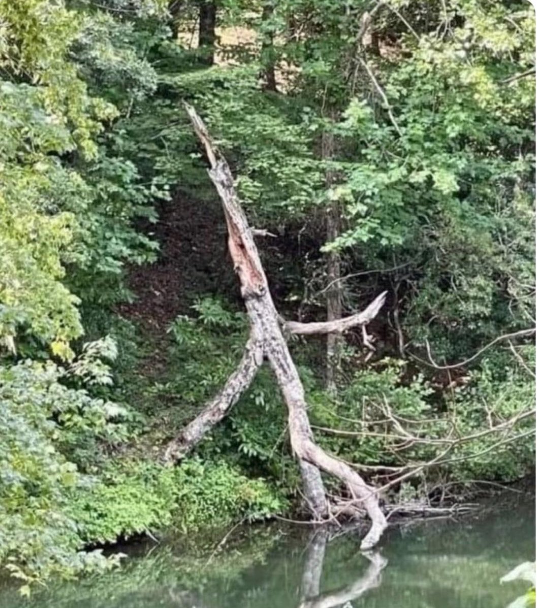 Lele 🦋 tweet media