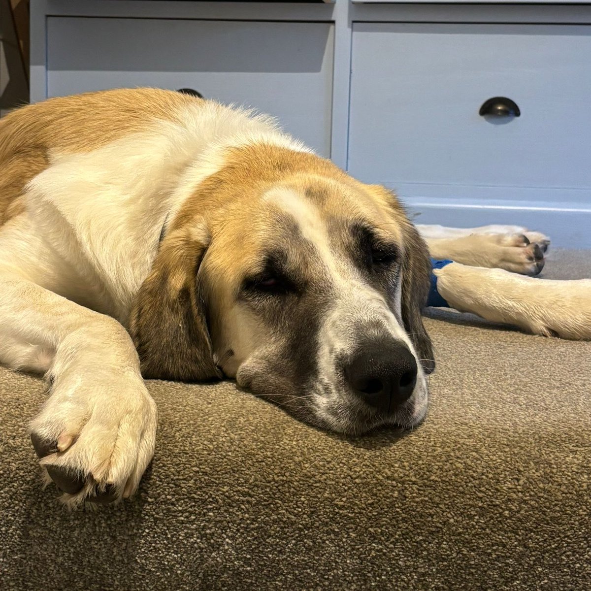 Rescue dogs for rehoming tweet media