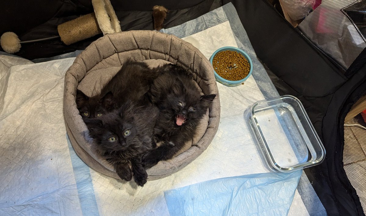 Половинка луны, меховые сыны tweet media