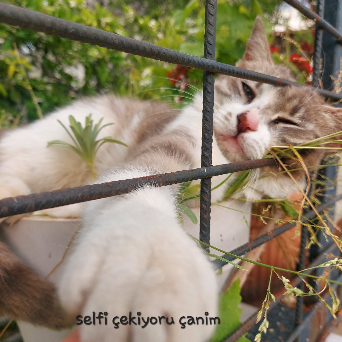 𝕊𝔼ℤ𝕀ℕ 🏛 tweet media