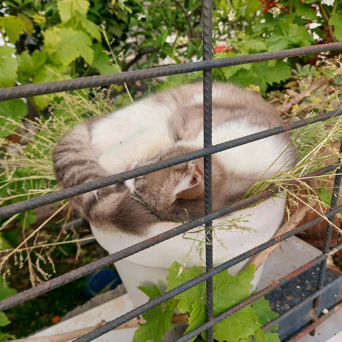 𝕊𝔼ℤ𝕀ℕ 🏛 tweet media