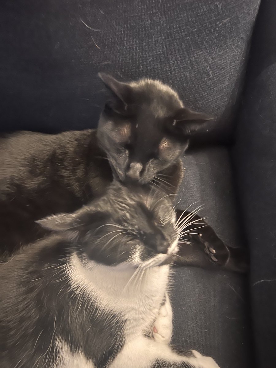 The Bleakest Lucy 🥀 tweet media