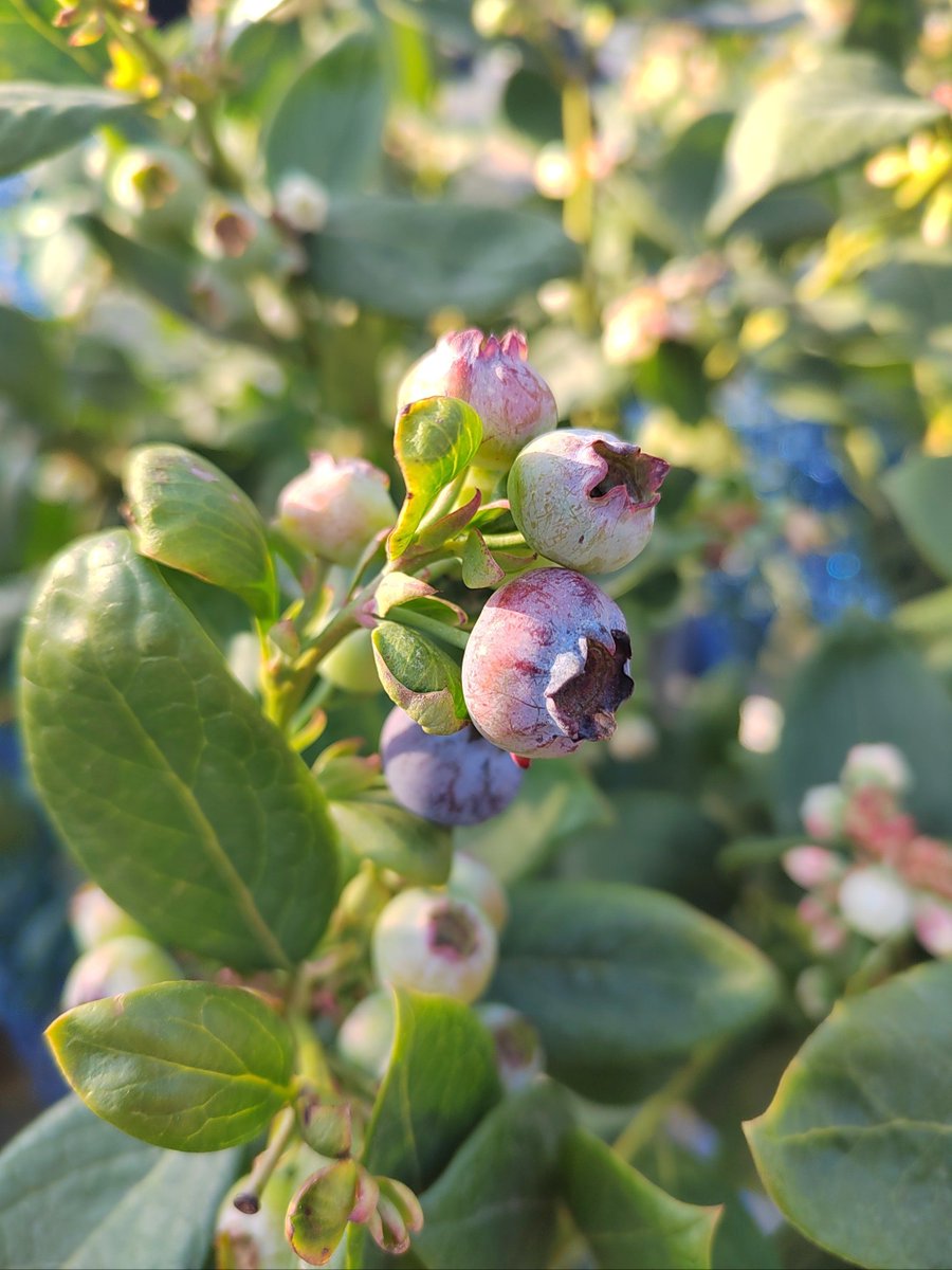 larbi bousela tweet media