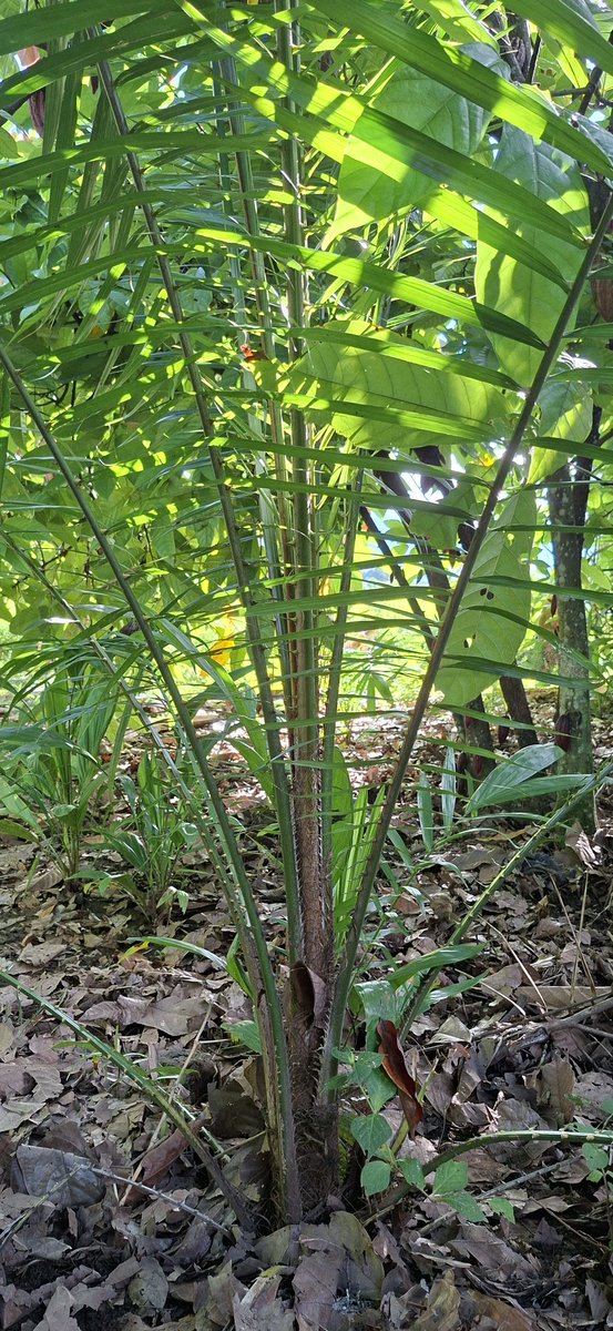 Thomas-Josephat tweet media