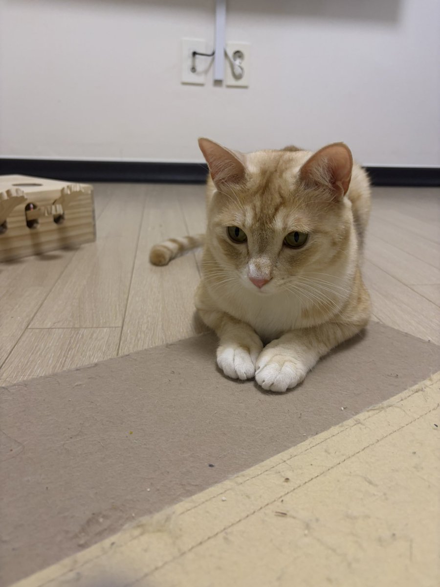 오늘의 효자 고양이
사유: 발톱을 잘 깎음, 집안에서 핸드폰 잃어버린 엄마를 안방으로 불러내서 찾게 해줌