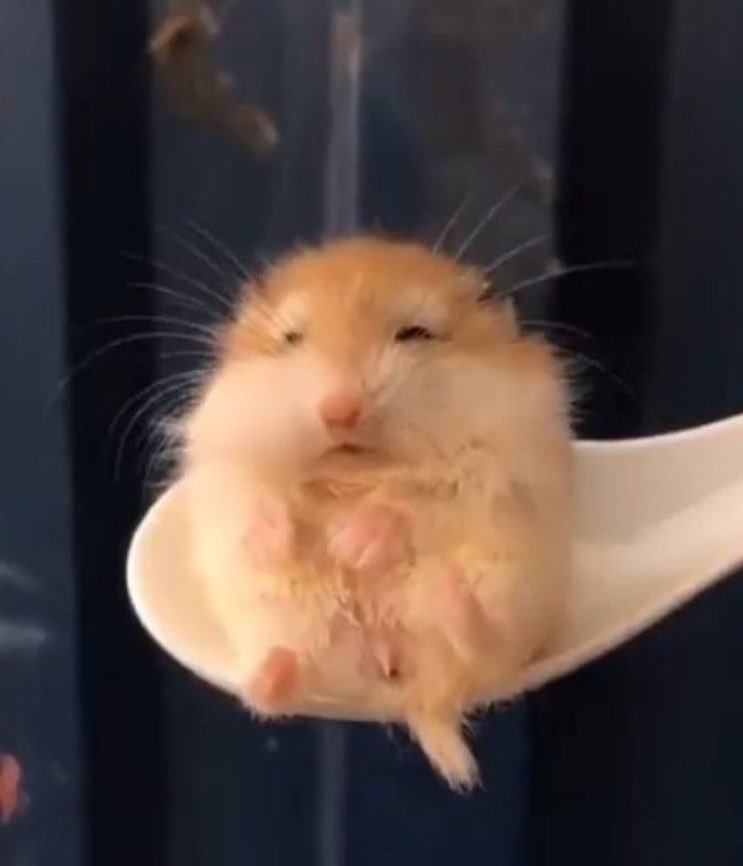 호두 (tt..) tweet media