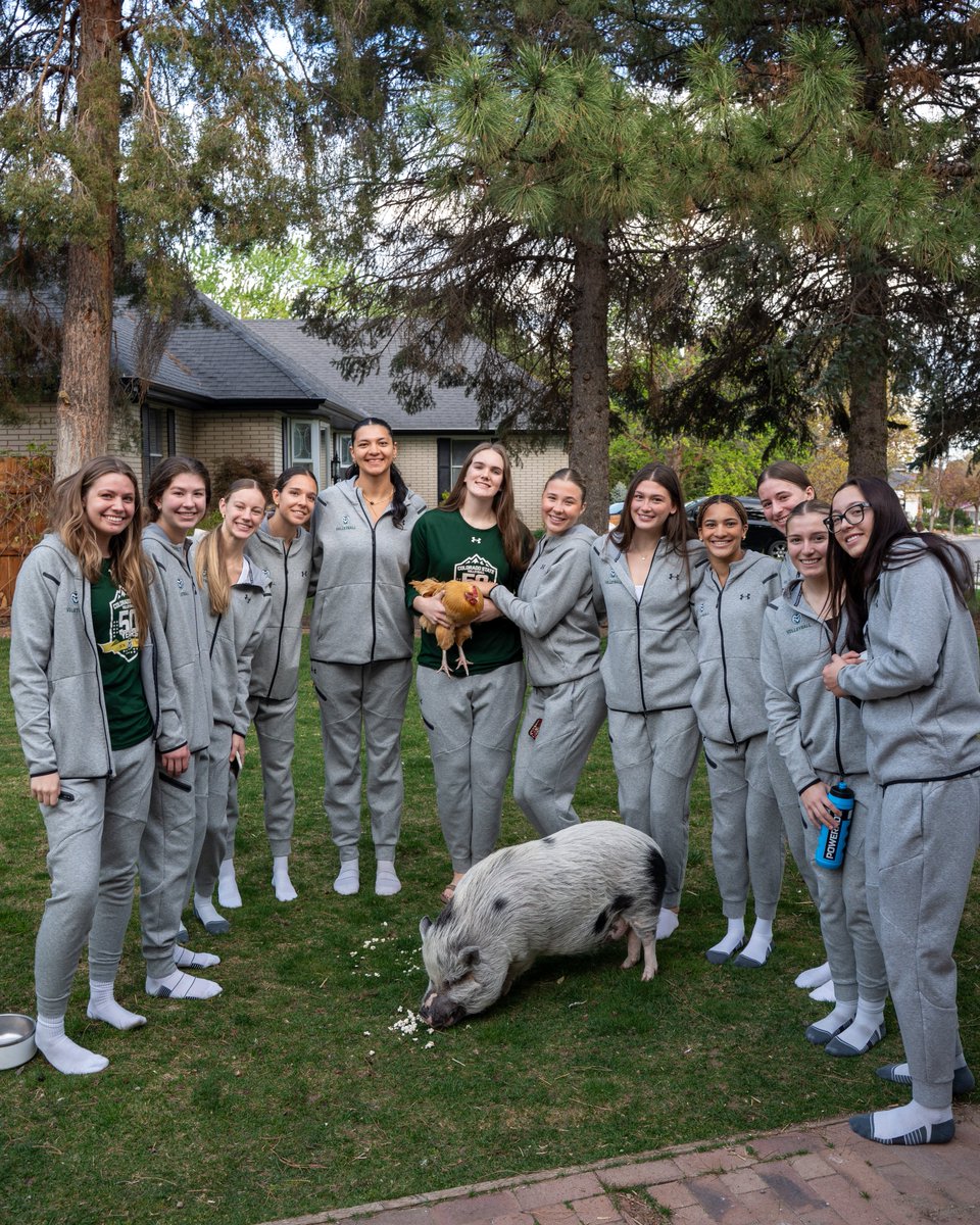 Colorado State Volleyball tweet media