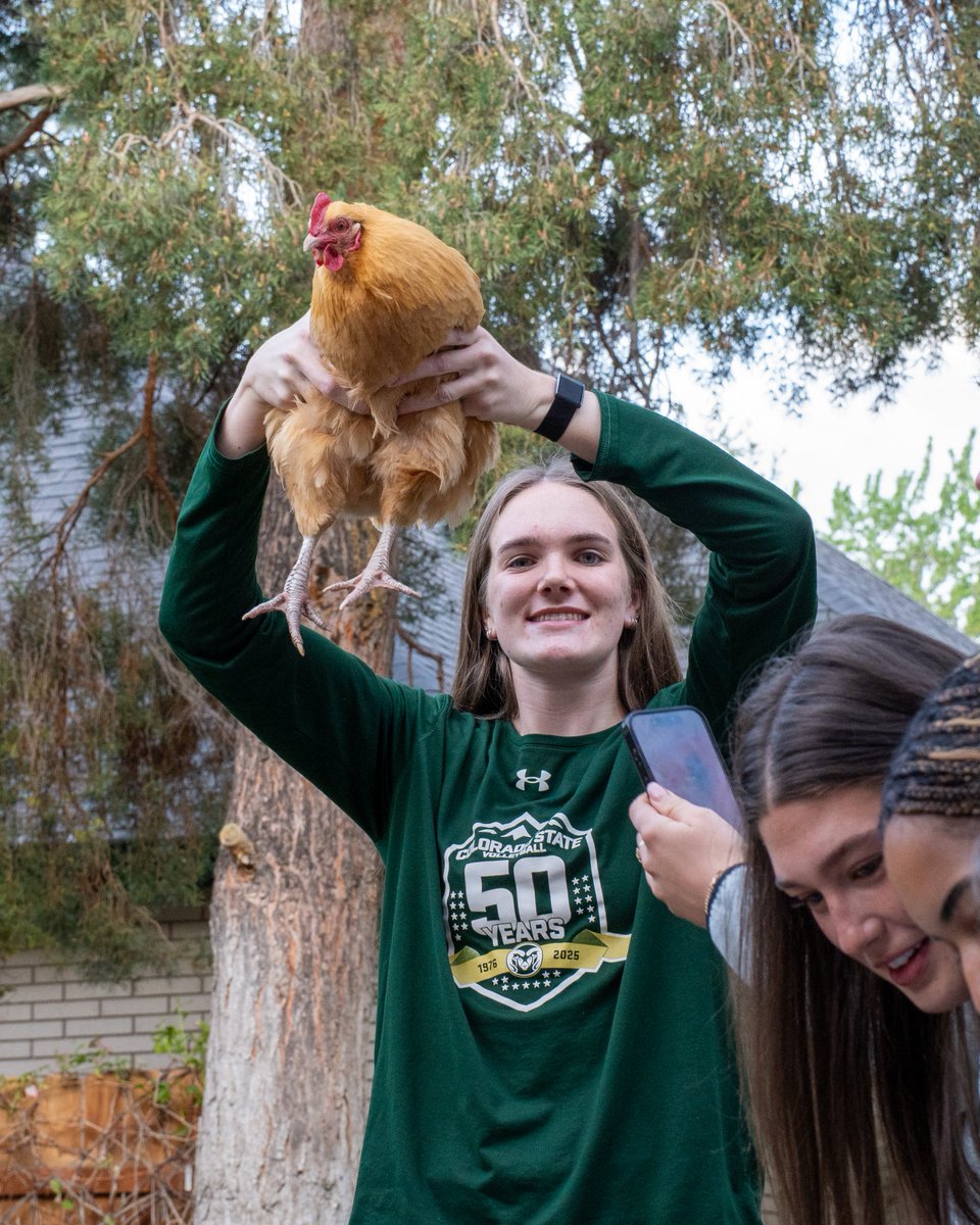 Colorado State Volleyball tweet media