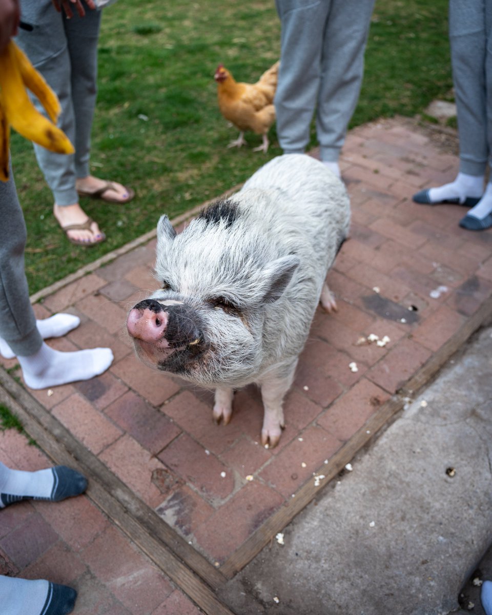 Colorado State Volleyball tweet media