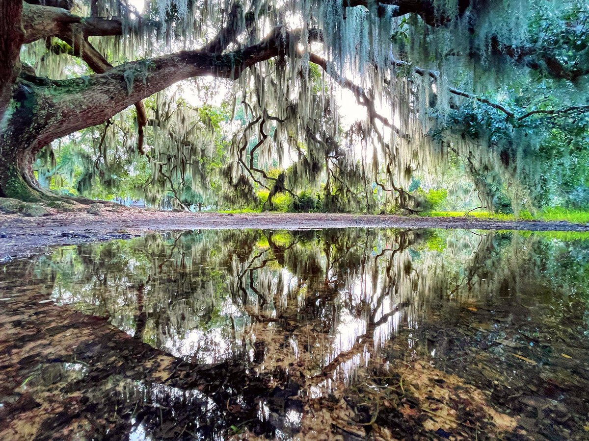 David Nola tweet media