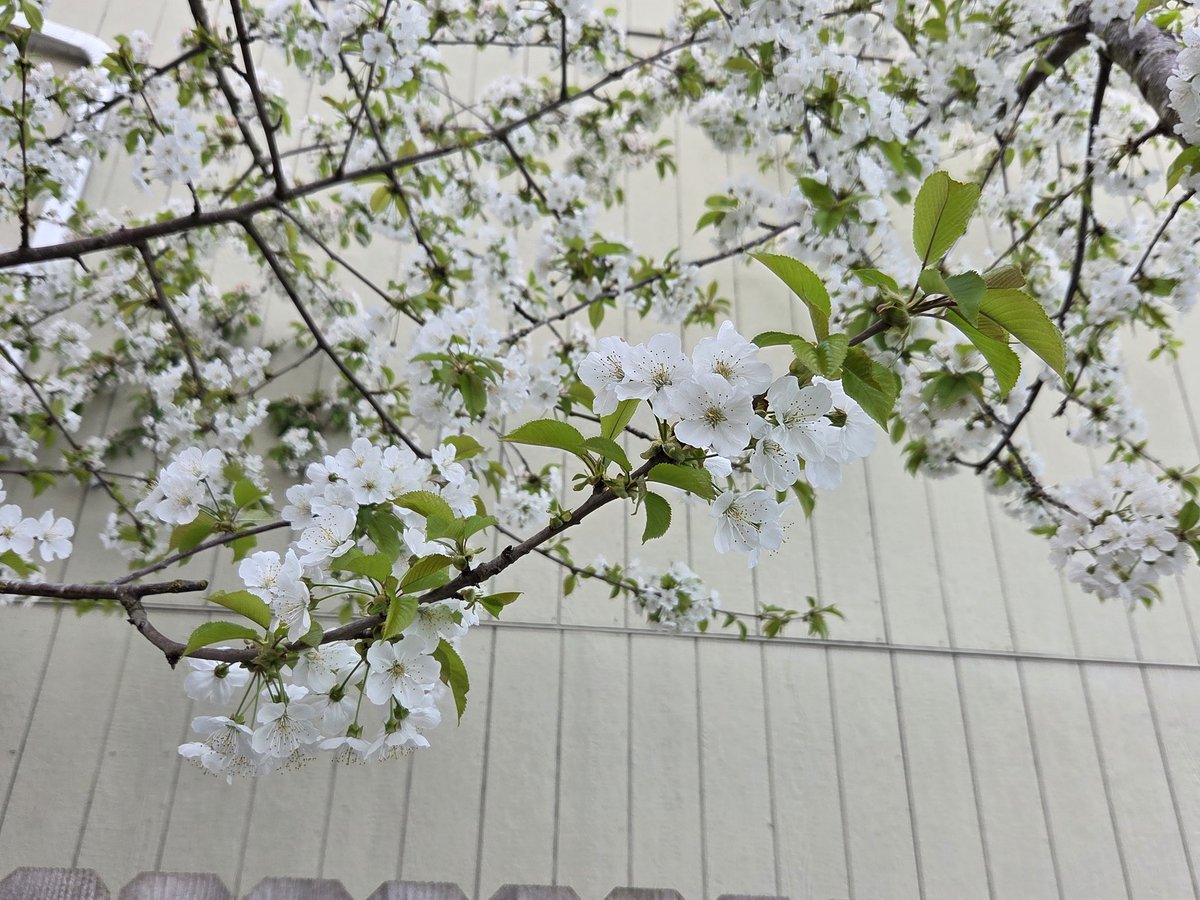 I am the princess tweet media