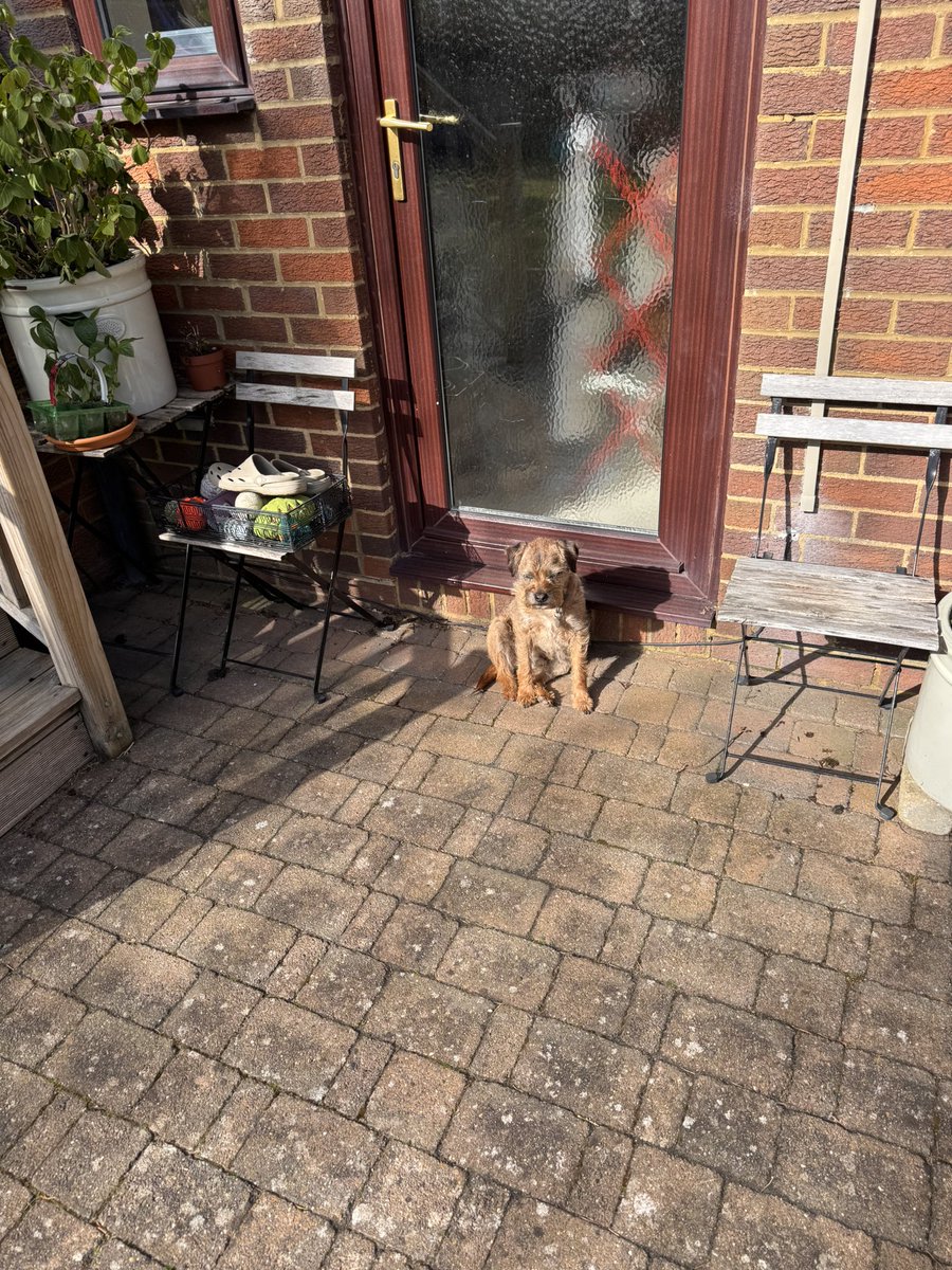 Sir Clapton Terrier tweet media