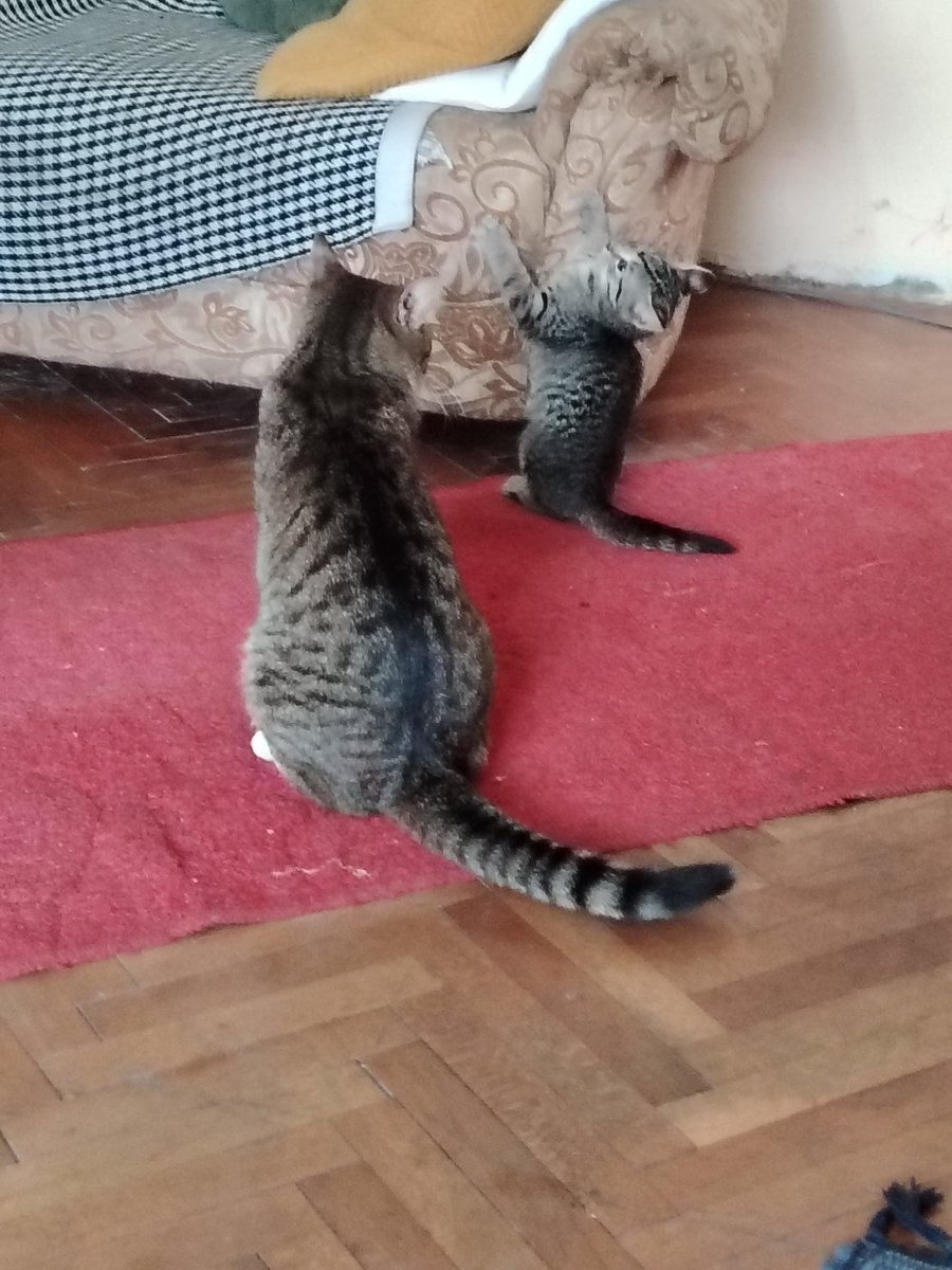 paracinski01 tweet media