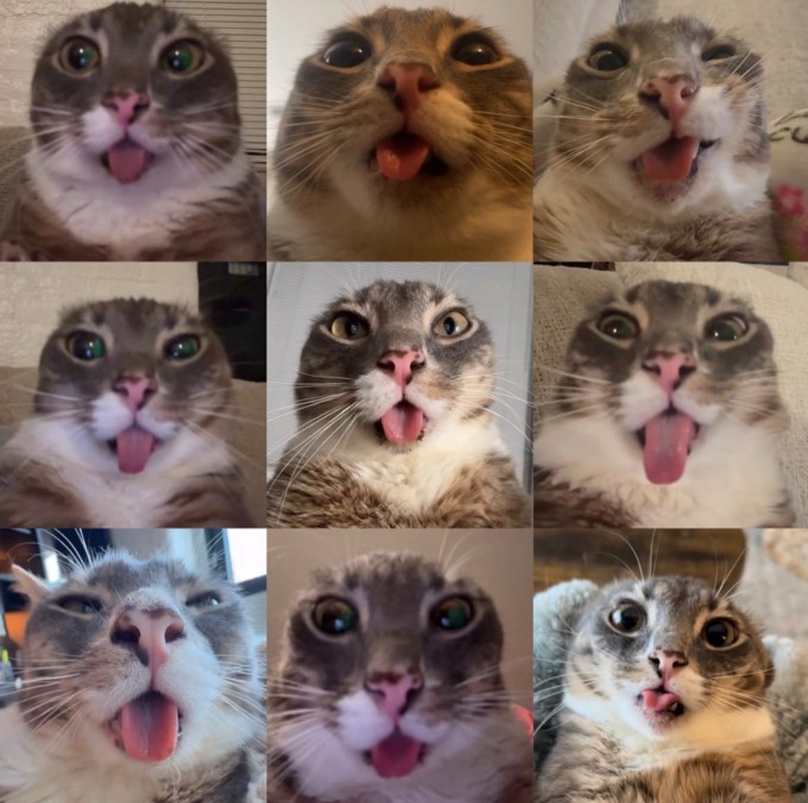 الغندوره tweet media