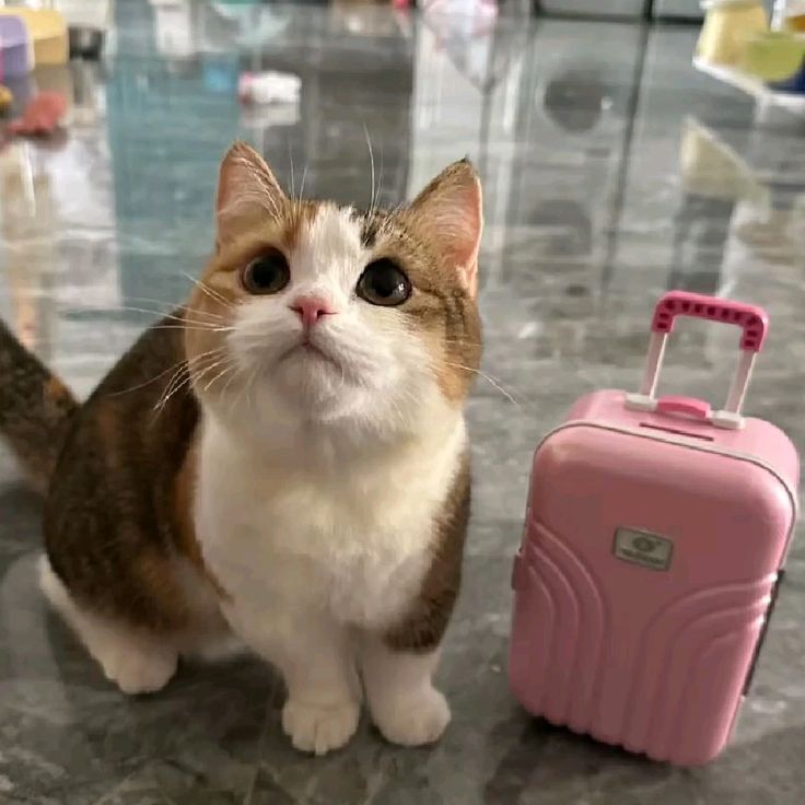 Cats all the way tweet media