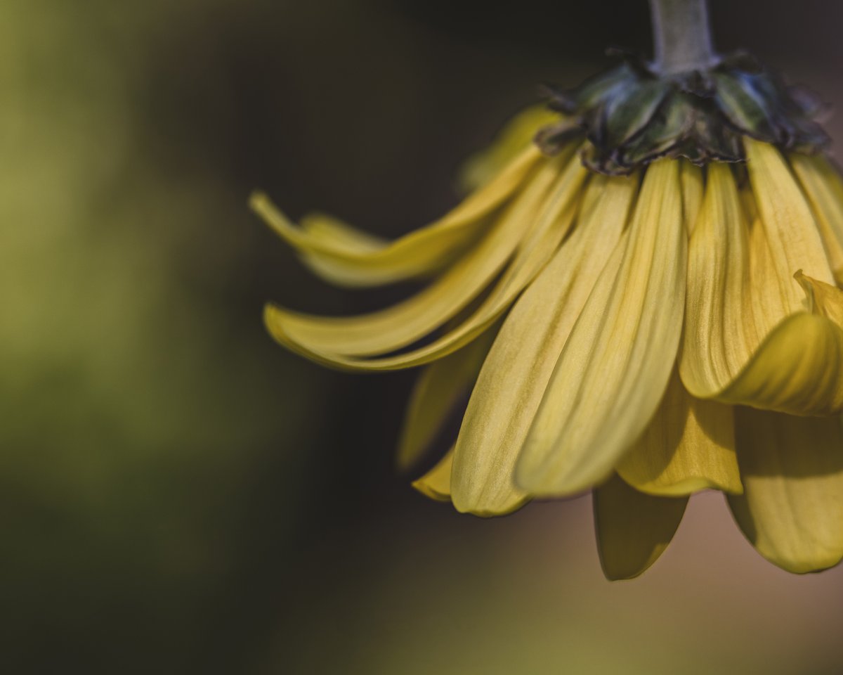 Tina Quillen Photography tweet media