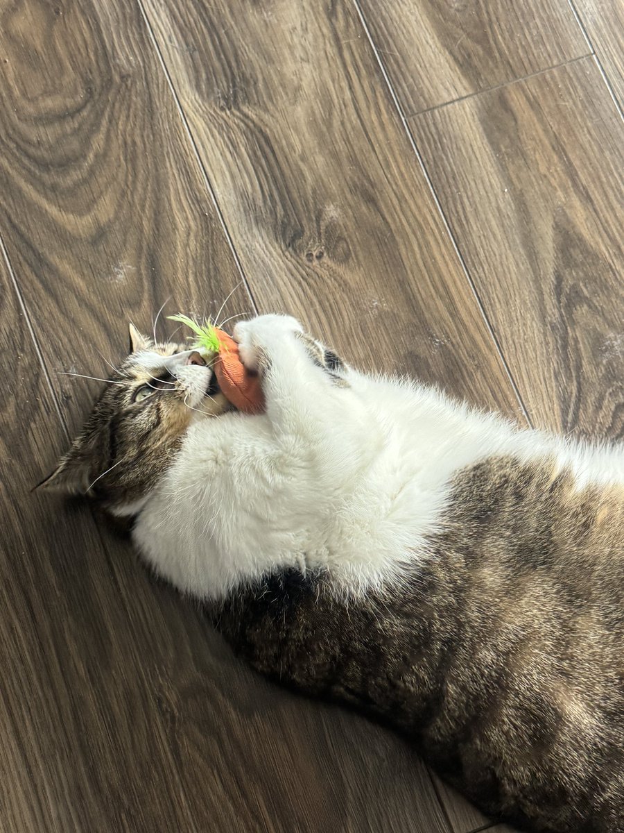 herothekitty's tweet photo. https://t.co/PwwZ639dZP